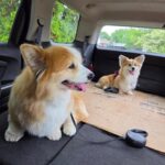 corgi puppies