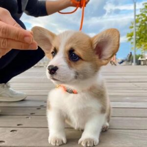 corgi puppies