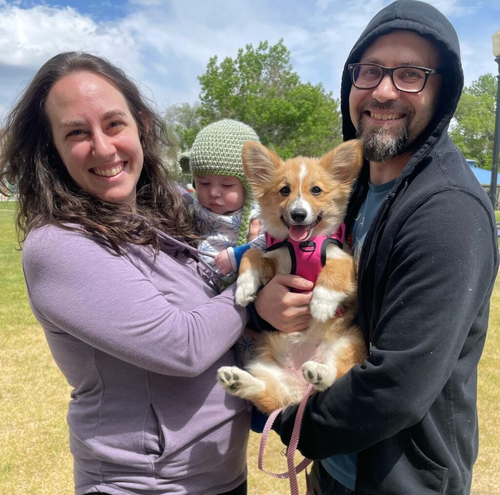 corgi puppies for sale