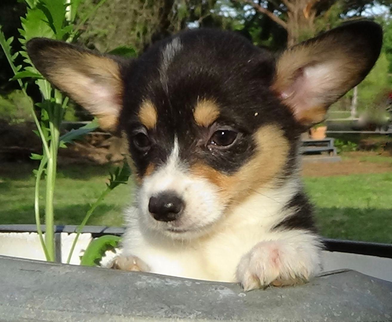 best food for corgi puppy 