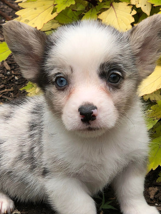 American Corgi Puppies For Sale