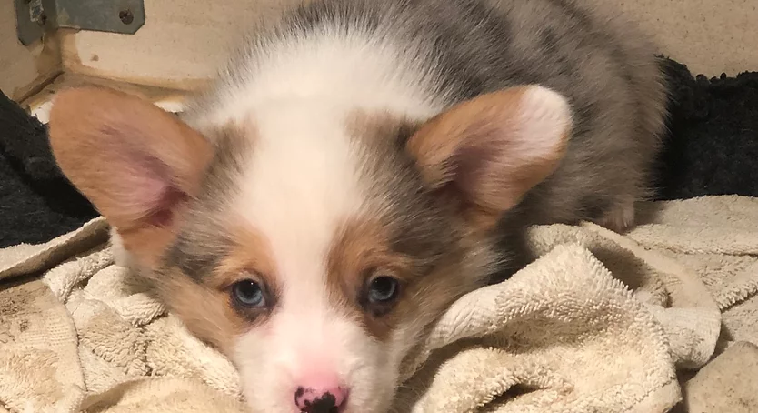 American Corgi puppy