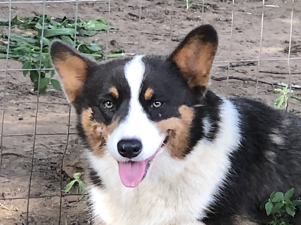 Bluie American Corgi Used As A Therapy Dog