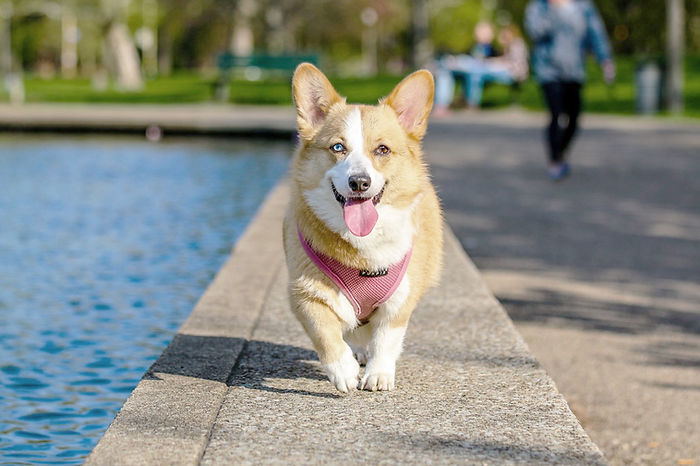Healthy Happy Corgi