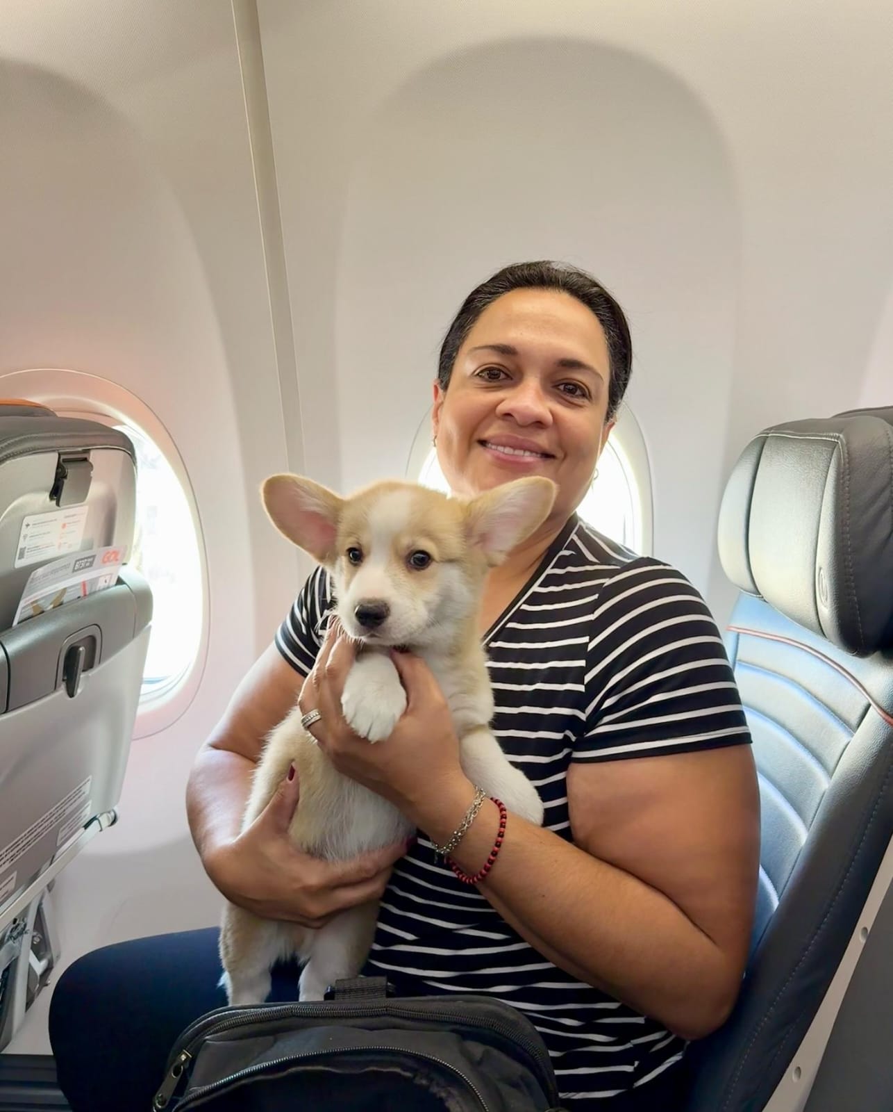 corgi breeders near me