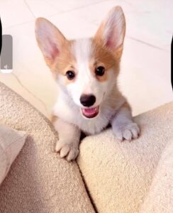 corgi breeders near me