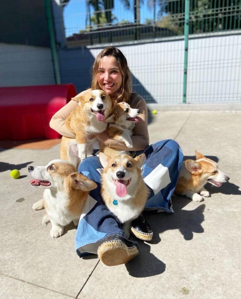 corgi breeders near me