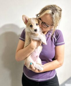 corgi breeders near me