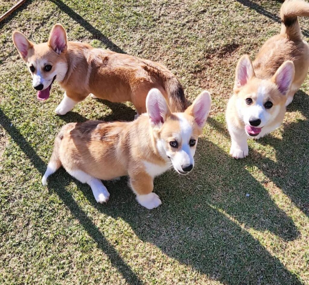 breeding pembroke welsh corgis