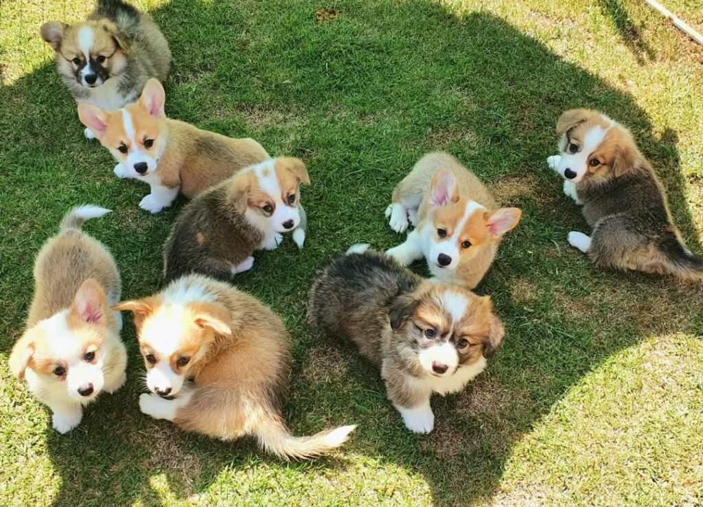 corgi breeders near me