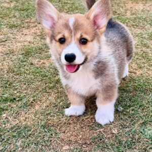 Female Pembroke Welsh Corgi Puppy