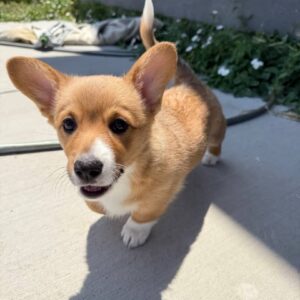 Bella - Female Pembroke Welsh Corgi Puppy