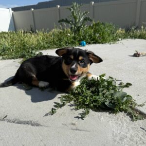 Max Male Pembroke Welsh Corgi Mix Puppy